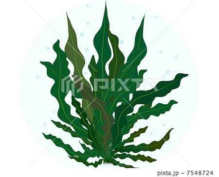 清潔な水中に舞う海藻 のイラスト素材