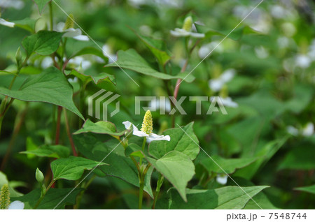 ドクダミ 7548744
