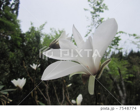 タムシバ 7548774