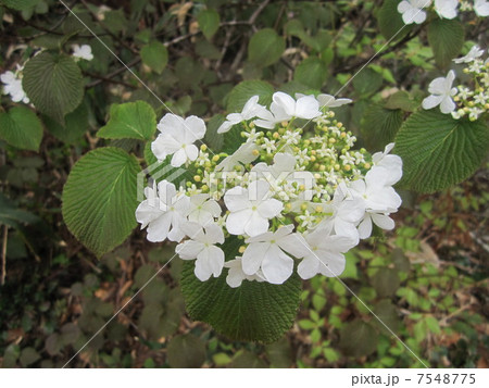 ムシカリ ムシカリ 7548775