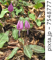 カタクリの花 7548777