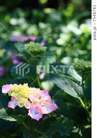 紫陽花 7548781