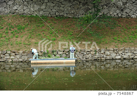 彦根城内堀清掃 7548867
