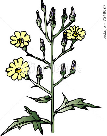 アキノノゲシ 7549037