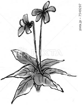 スミレのイラスト素材