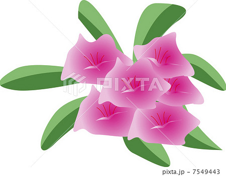 シャクナゲのイラスト素材