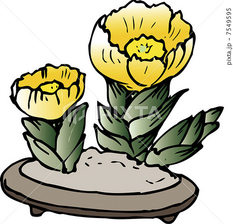 フクジュソウ 7549595