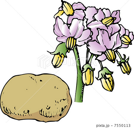 ジャガイモの花のイラスト素材 7550113 Pixta
