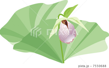 クマガイソウ 7550688