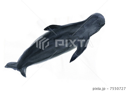 クジラのイラスト素材