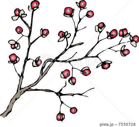 ツルウメモドキ 7550728