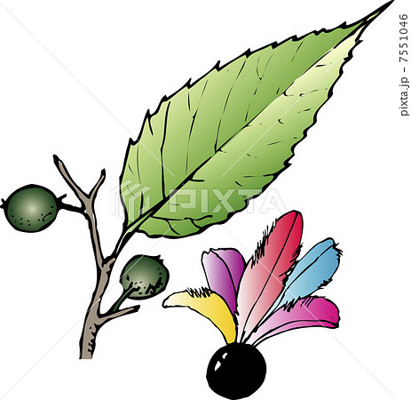 ムクノキ 7551046