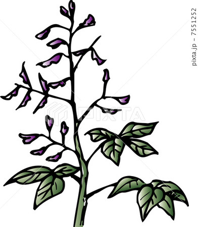 ヌスビトハギ ヌスビトハギ 7551252