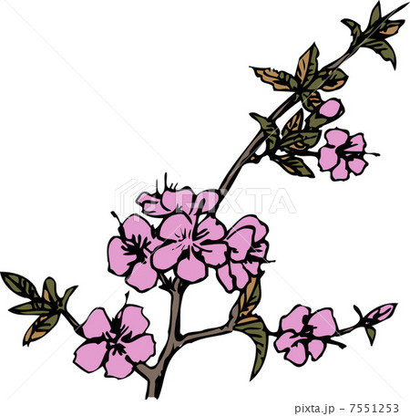 ニワウメ 7551253