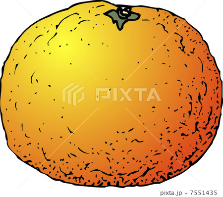 ナツミカン ナツミカン 7551435