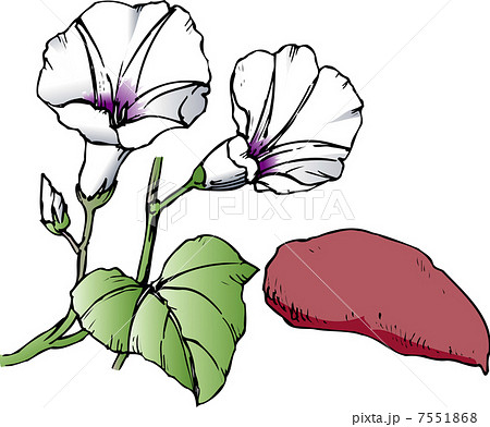 Sweet Potato Flowers Stock Illustration