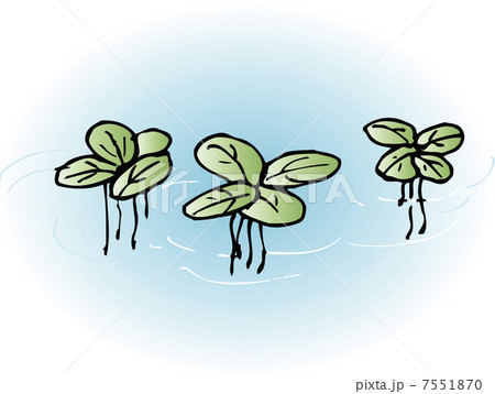 アオウキクサ アオウキクサ 7551870