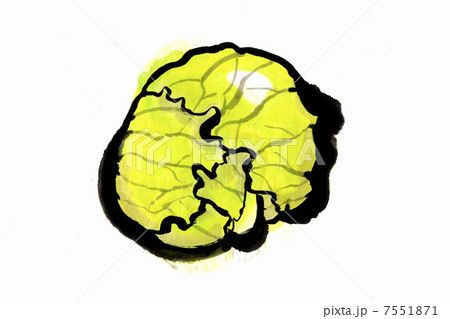 キャベツ 7551871