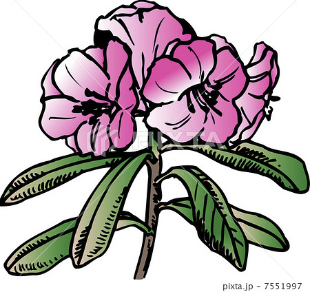 シャクナゲのイラスト素材