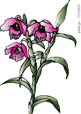 デンドロビウムのイラスト素材