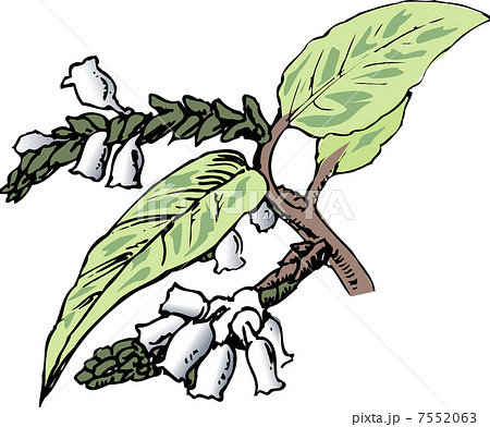 アメリカイワナンテン 7552063