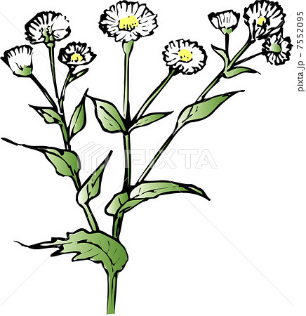 ヒメジオン 7552095