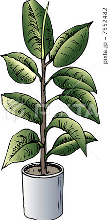 ゴムの木のイラスト素材