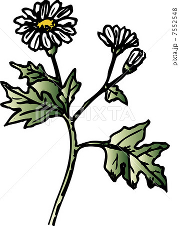 ノジギク 7552548