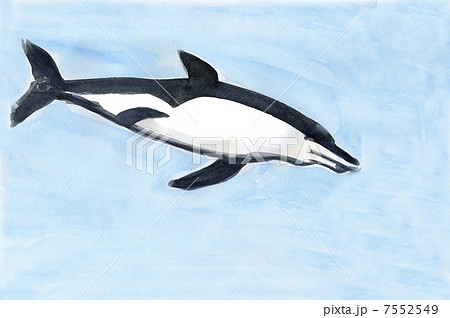 イルカ 7552549