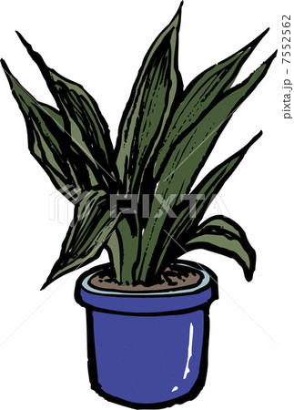 オモト オモト 7552562