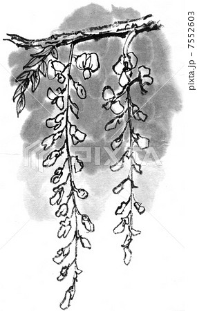 フジ フジ 7552603