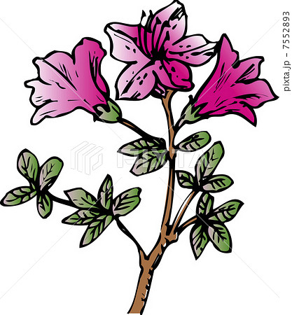 ミヤマキリシマ ミヤマキリシマ 7552893