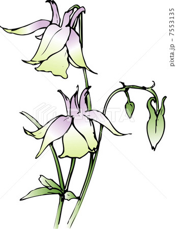 ヤマオダマキ 7553135