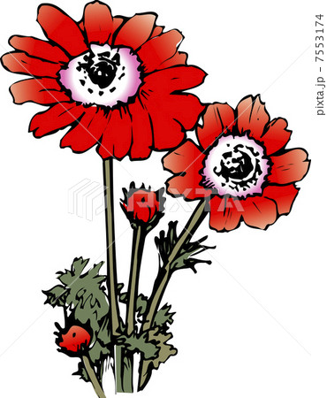 アネモネ アネモネ 7553174