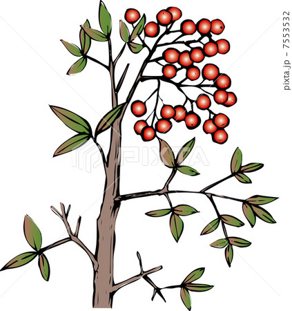 ナンテン 7553532