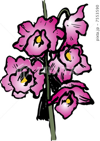 デンドロビウムのイラスト素材