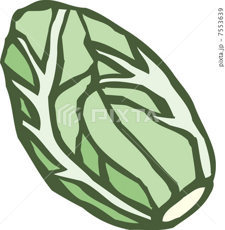 白菜 7553639