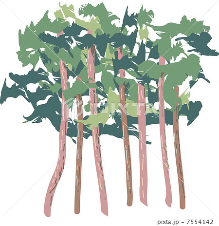 アカマツ 7554142