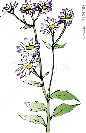 ノコンギク ノコンギク 7554487