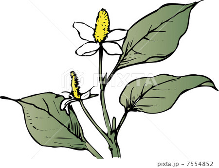 ドクダミ 7554852