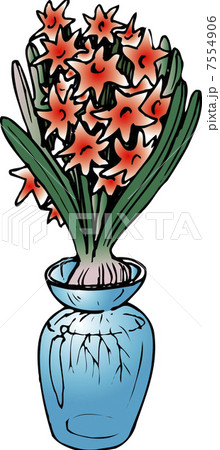 ヒアシンス ヒアシンス 7554906