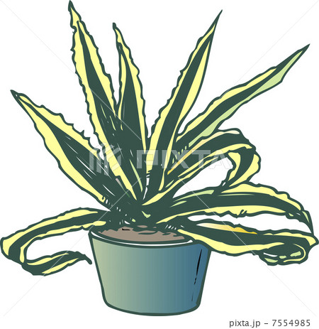 リュウゼツラン 7554985