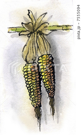 モロコシ 7555094