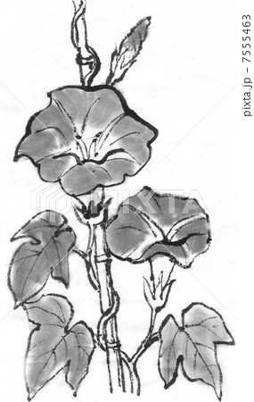 アサガオのイラスト素材 7555463 Pixta