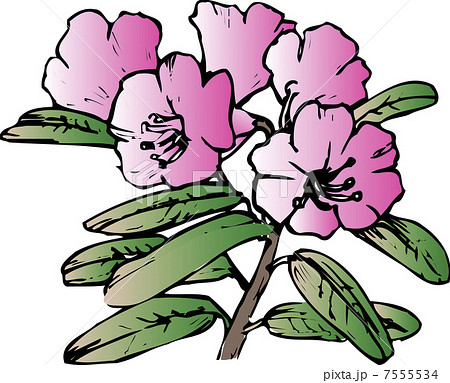 シャクナゲのイラスト素材