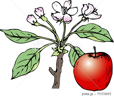 リンゴの花のイラスト素材