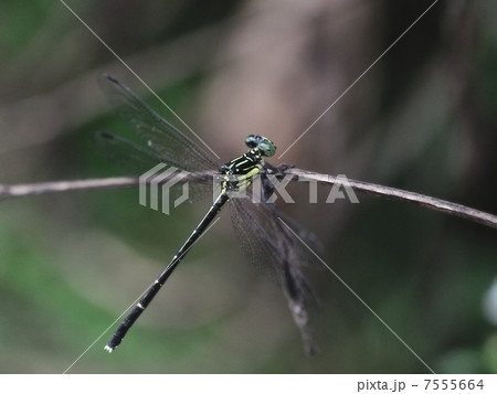 ヒメホソサナエ ヒメホソサナエ 7555664