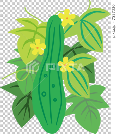 Fruit of the ladle 7557330