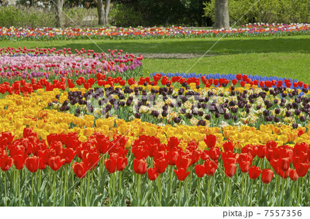 昭和記念公園チュウリップ花壇 昭和記念公園チュウリップ花壇 7557356