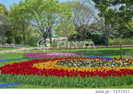 木々とチュウリップ花壇 木々とチュウリップ花壇 7557357